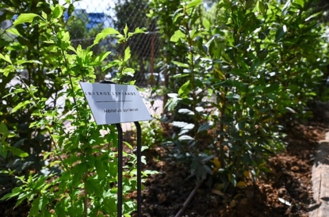 The “Sofia Vembo” Square 