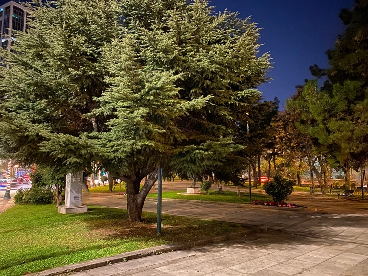 The “one night grove” - What is it and why is it called like that? The “one night grove” - What is it and why is it called like that?