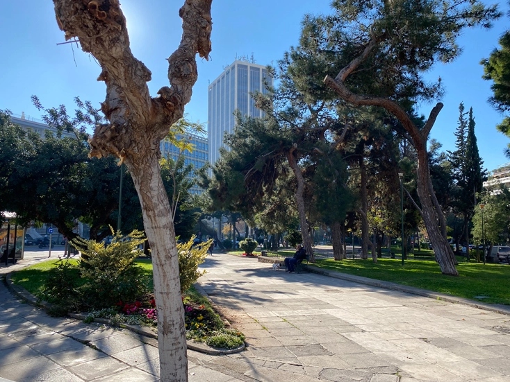 The “one night grove” - What is it and why is it called like that? The “one night grove” - What is it and why is it called like that?